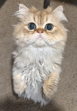 Two Persian Cats, both 1.5 years old