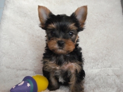 Yorkshire terrier