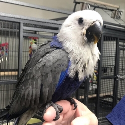 Amazing Eclectus Parakeets 