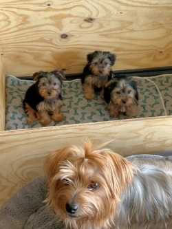 Yorkie puppies