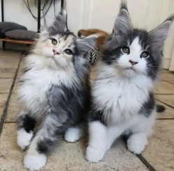 Exotic mainecoon kittens for adoption near me today 