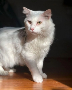 Exotic mainecoon kittens wants a new companion 