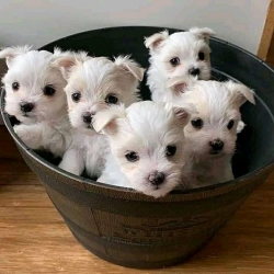  AVAILABLE for booking  Maltese puppies????! 5 beautiful girls and 3 strong boys from the pair of champions  patrickmcmillian07@gmail.com Sevierville, Pigeon Forge   