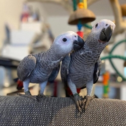 ADULT AND BABY MACAW PARROTS FOR SALE