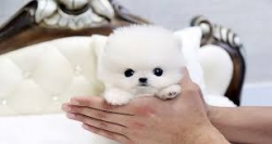 Super intelligent Teacup pomeranian puppies 