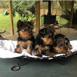 Yorkie puppies