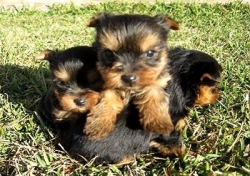 Yorkie Puppies