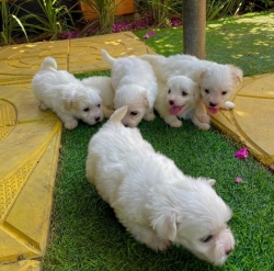 Lovely Toy Maltese puppies Ready For their new homes