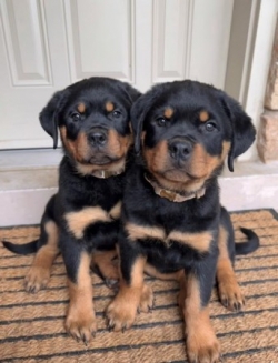 Healthy Male and Female Rottweiler puppies