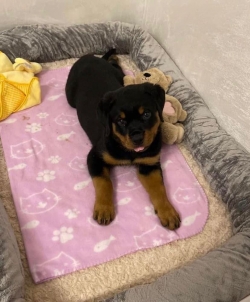 Rottweiler Puppy 