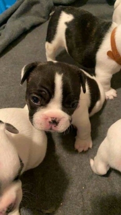 Quality french bulldog puppies