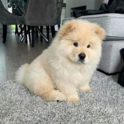 Cute and lovely Chow Chow puppies available