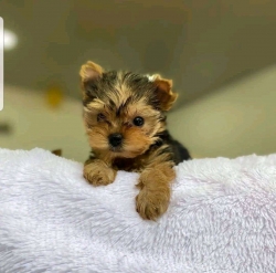 Yorkie puppy 