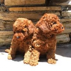 Beautiful  Poodles Puppies