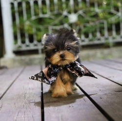 Loving Yorkie puppies for adoption 