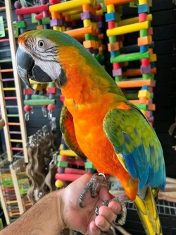 Available Exotic Parrots for sale 