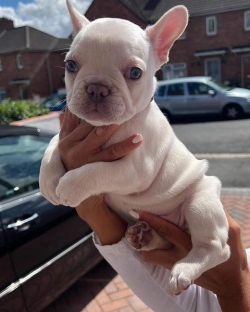 Lovely French bulldog puppies for adoption .. text or call on ?615 436-2633?