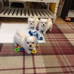Super Adorable Teacup Maltese Puppies Inglewood707626-7303