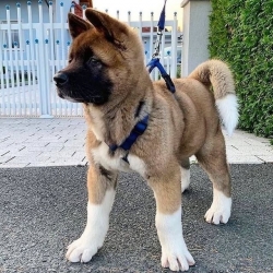 We have two beautiful Akita puppies 