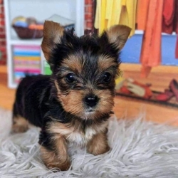 8 weeks yorkie puppies 