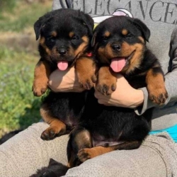 Super Adorable Rottweiler Puppies.