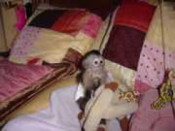 Lovely Amazing well trained female capuchin monkey 