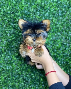 Male And Female Yorkie Puppies