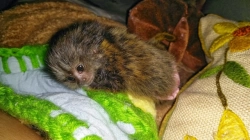 Adorable Marmosets Monkeys For A Loving Home