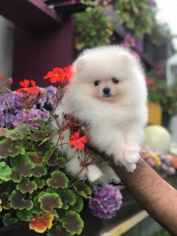 Cute Pomeranian Puppy’s Available