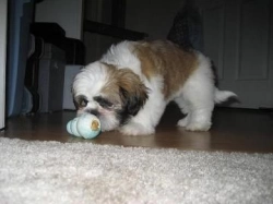 Top Quality Male And Female Shih Tzu Puppies 100% Purebred.