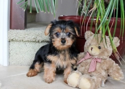 Cute Yorkie Puppies