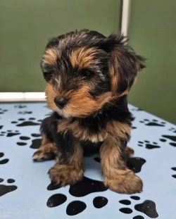 Baby Yorkies waiting for you text 2132637548