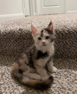 White mix Maine Coon kittens for Adoption 