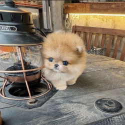 Cute little teacup Pomeranian puppy male 