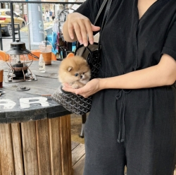 Cute little teacup Pomeranian puppy male 