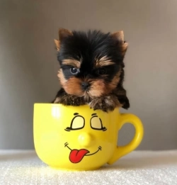 Male and female Yorkie for sale