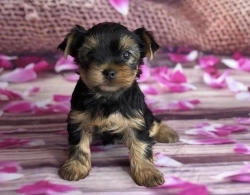 Awesome T-Cup Yorkie puppies for adoption 3308872398