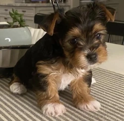 Intelligent Teacup Yorkie Puppies For Adoption