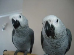3 months old African Grey Parrots