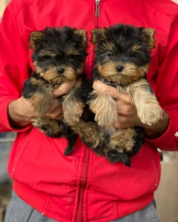Male and female Yorkie puppies 