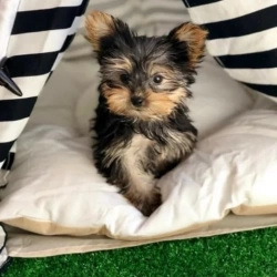 YORKIE PUPPIEE 