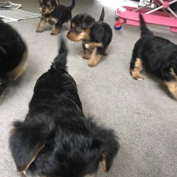 Male and female yorkie puppies 