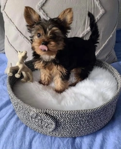 Yorkie puppies beautiful eyes with a gorgeous color