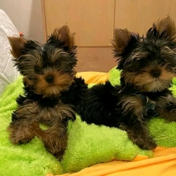 Absolutely Healthy Yorkie Puppy