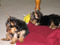male and female litter Yorkie Available @sms 205 683 2344