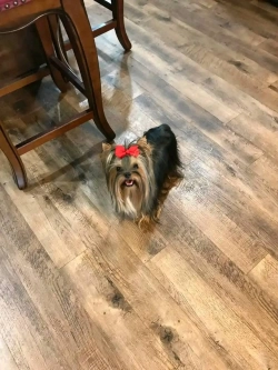 Yorkie puppies now READY