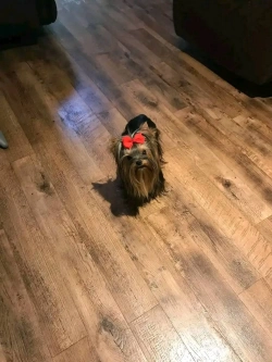 Yorkie puppies now READY