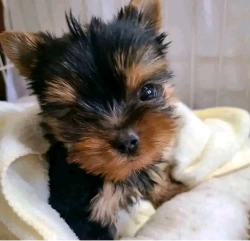 Yorkie puppies now READY