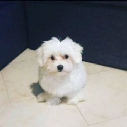 Yorkie puppies now READY