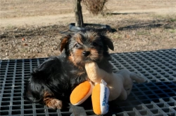 charming and welcoming companion